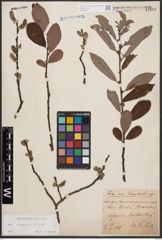 Foto von Salix cinerea L.